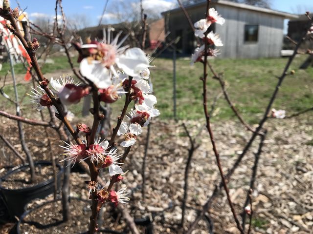 Buds poke into blossom at the Governors Island nursery for Sam Van Aken’s grafted trees, April 8, 2022.